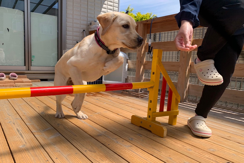 ドッグトレーニング・ようちえん